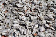 Dry fishes - fish market, Sittwe town. Myanmar (Burma).