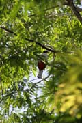 Bird, Ci�naga de Zapata (Gran Parque Natural Montemar). Cuba.