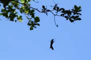 Hummingbird, Ci�naga de Zapata (Gran Parque Natural Montemar). Cuba.