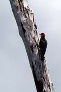 Woodpecker, Parque Nacional Pen�nsula de Guanahacabibes. Cuba.
