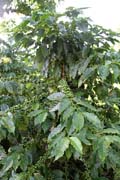 Coffee, Vinales valley (Valle de Vinales). Cuba.