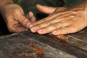 Cigar rolling, tobacco farm, Vinales valley (Valle de Vinales). Cuba.