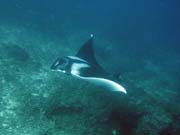 Manta ray, Koh Bon dive site. Thailand.