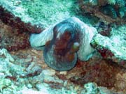 Octopus, Koh Bon dive site. Thailand.