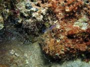 Shrimp, Playa Santa Lucia. Cuba.