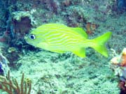 Playa Santa Lucia. Cuba.