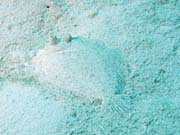 Flounder, Playa Giron. Cuba.