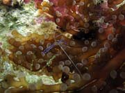Shrimp, Playa Giron. Cuba.