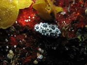 Worm, El Almirante dive site, Maria La Gorda. Cuba.