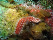 Yemaya dive site, Maria La Gorda. Cuba.