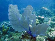 Gorgonia, El Encanto dive site, Maria La Gorda. Cuba.