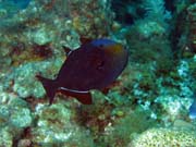 Triggerfish, El Encanto dive site, Maria La Gorda. Cuba.