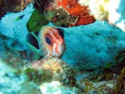 El Valle Del Coral (Valley of Black Coral) dive site, Maria La Gorda. Cuba.