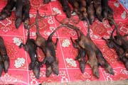 Rodents, market at Tomoho village. Sulawesi, Indonesia.