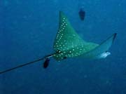 Eangle ray, Bangka dive sites. Sulawesi, Indonesia.