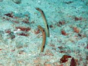 Garden eel, Bangka dive sites. Sulawesi, Indonesia.