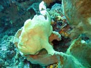 Frogfish, Bangka dive sites. Sulawesi, Indonesia.