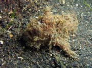 Hairy frogfish, Lembeh dive sites. Sulawesi, Indonesia.