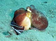 Coconut octopus, Lembeh dive sites. Sulawesi, Indonesia.