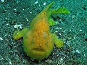 Frogfish octopus, Lembeh dive sites. Sulawesi, Indonesia.