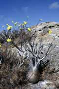 Elephant's foot, l'Isalo National park. Madagascar.