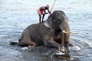 Elephants bathing at Kodanad near Kochi, Kerala. India.