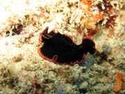 Flatworm. Raja Ampat. Papua, Indonesia.