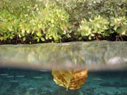 Mangroves. The Passage dive sites, Raja Ampat. Papua, Indonesia.