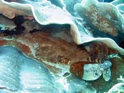 Wobbegong shark. Raja Ampat. Papua, Indonesia.