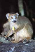 Crowned lemur, l'Ankarana National park. Madagascar.