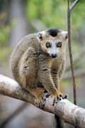 Crowned lemur, l'Ankarana National park. Madagascar.