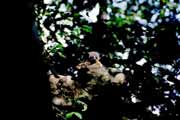 Nocturnal lemur, Tsingy de Bemaraha National park. Madagascar.