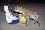 Hyena feeding at Harar. East, Ethiopia.