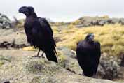 Ravens in Simien mountains. North, Ethiopia.