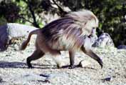 Gelada baboon. Simien mountains. Ethiopia.