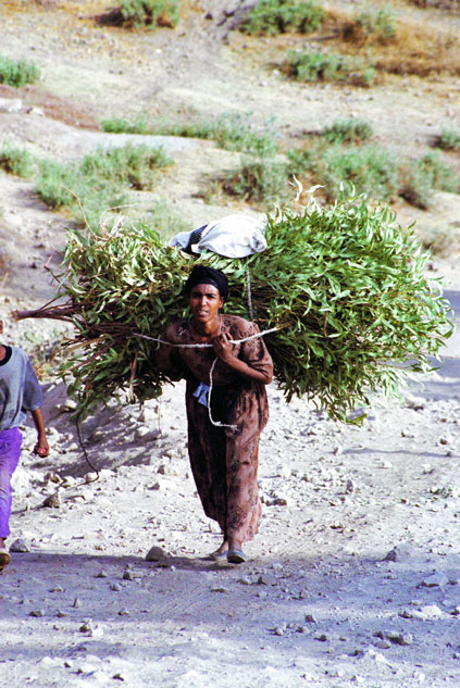 So this is the way how to carry a tree. Lalibela. North,  Ethiopia.
