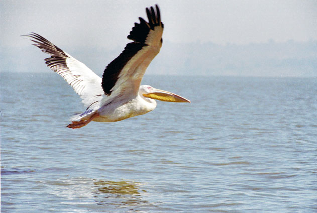 Pelican at Tana lake. North,  Ethiopia.