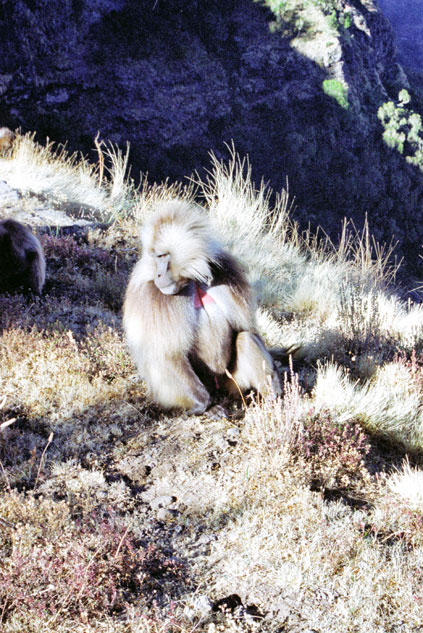 Gelada baboon. Simien mountains. North,  Ethiopia.
