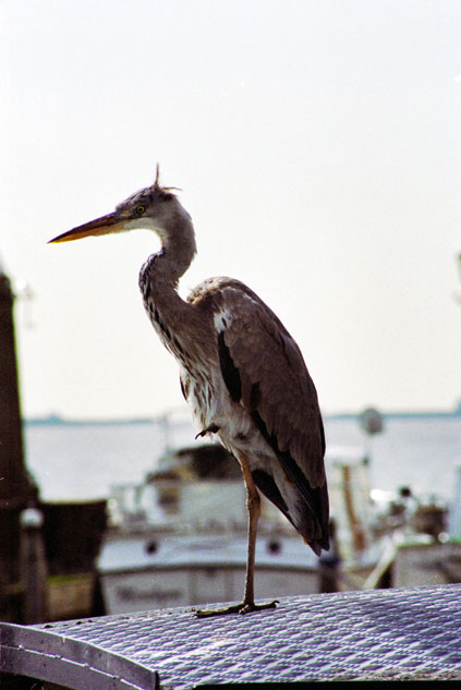 Bird near sea coast at Voledam. Netherlands.
