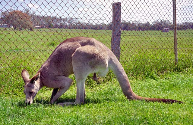 Kangaroo. Australia.
