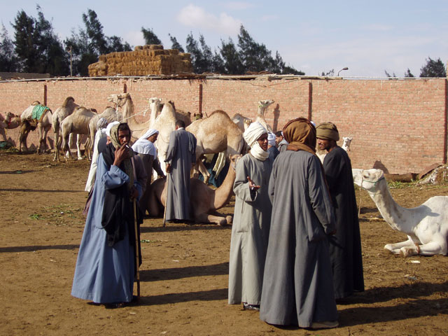 Camel market near Cairo. Egypt.