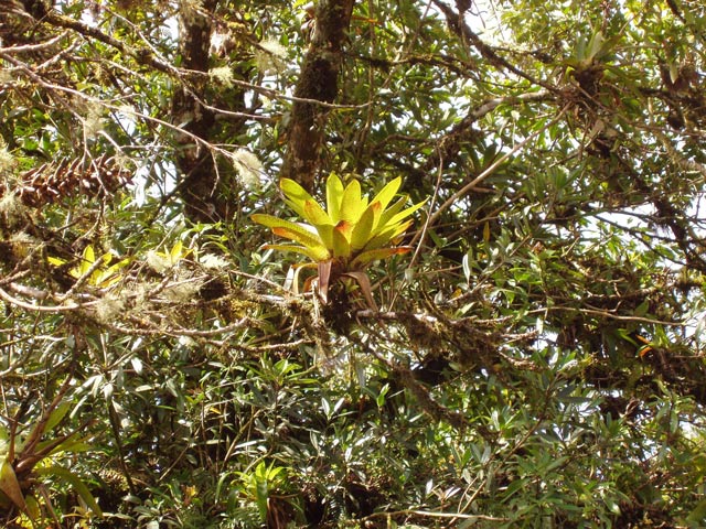 Cloudy forest. Cerro De la Muerte. Costa Rica.