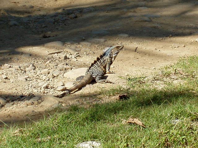 Iguana. Costa Rica.