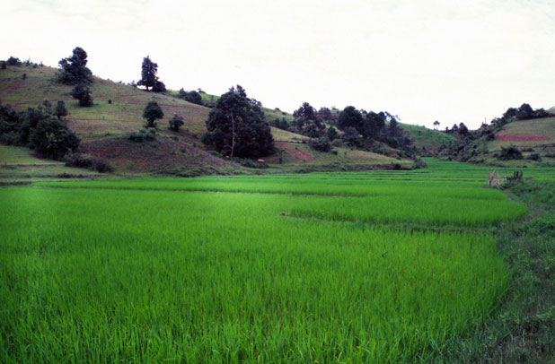 Rice field. Area around Kalaw village. Myanmar (Burma).