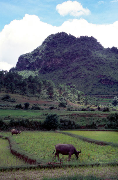 Rice field. Area around Kalaw village. Myanmar (Burma).