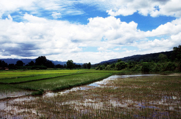 Rice field. Around Hsipaw village. Myanmar (Burma).