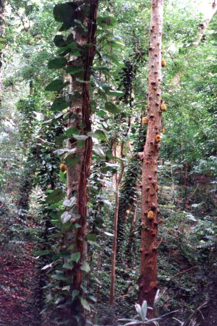 Kandy Forest. Sri Lanka.