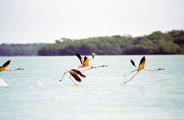 Pink Flamingo (Phoenicopterus ruber), Celestun. Mexico.