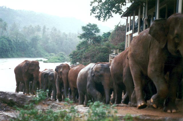 River bath. Elephnat house in Mahaweli near Kendy. Sri Lanka.