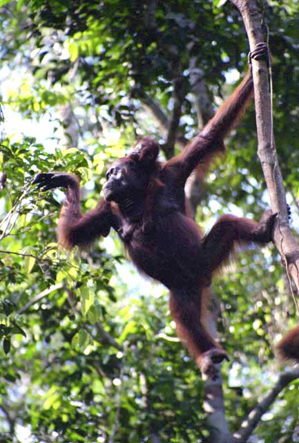 Orangutan in Tanjung Puting national park. Kalimantan,  Indonesia.